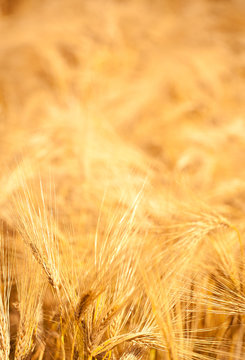 summer wheat field
