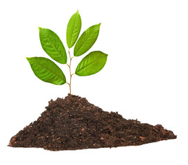 seedling growing from soil