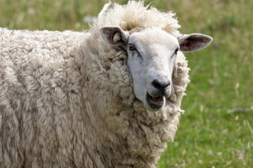 Bleating sheep
