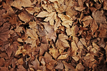 Brown autumn leaves