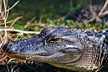 Alligator Close up of head