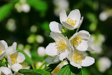 Jasmin - jasmine 37