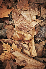 Brown autumn leaves