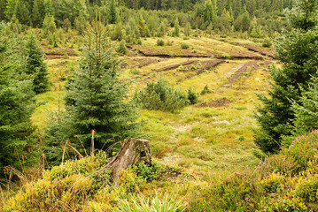 Piller Moor - Piller Swamp 19