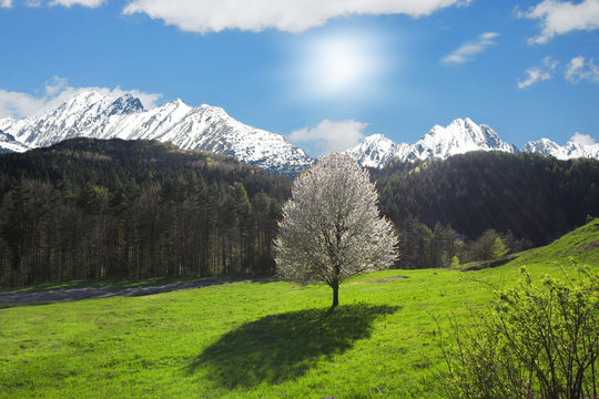 Spring single tree with flowers against snow mountains