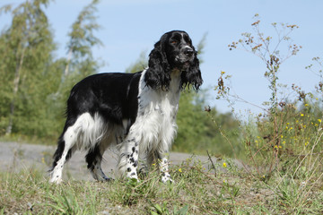 beautiful position of the english springer spaniel