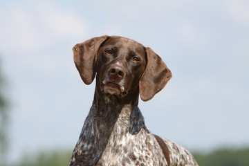 beautiful head of the german short haired pointing dog