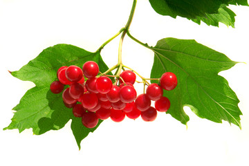 guelder-rose
