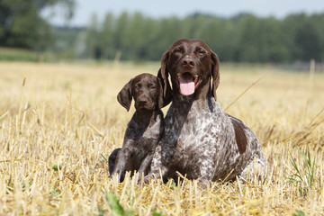 maman braque allemand et son chiot