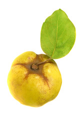 Quince