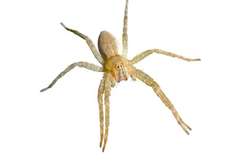 Spider (Pisauridae) 4