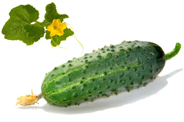 Cucumber