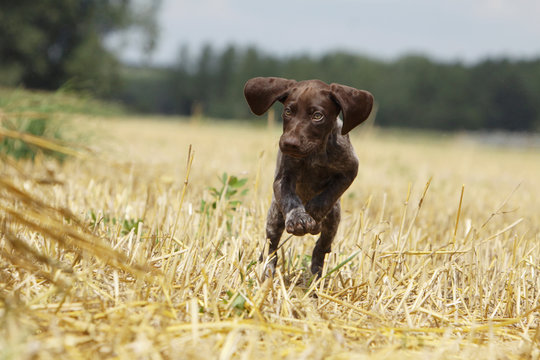 braco italiano &agrave; la caccia