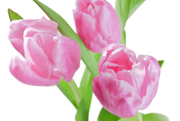 Naklejka premium Tulips background