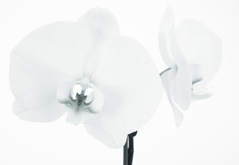 White Orchid flowers in monochrome