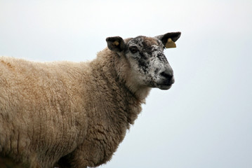 Fototapeta premium mouton