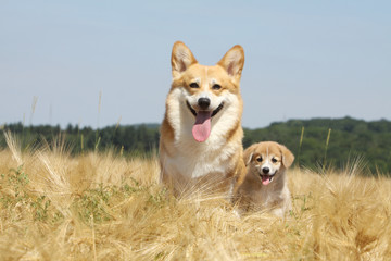 femelle welsh corgi et son chiot assis dans les cahmps © Dogs