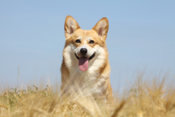 portrait de welsh corgi de face dans la nature