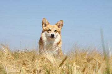 welsh corgi dont la couleur de la robe se confond avec le blé