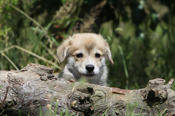 jolie tête d'un tendre chiot welsh corgi