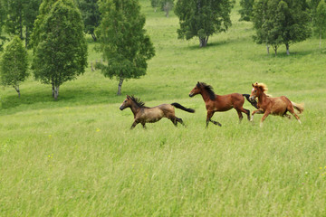 The Altay's meadow running horses on it