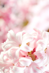 Fototapeta na wymiar Spring flowers background