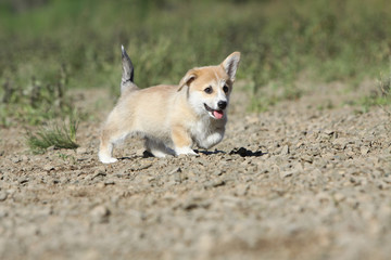 allure téméraire du tout petit welsh corgi