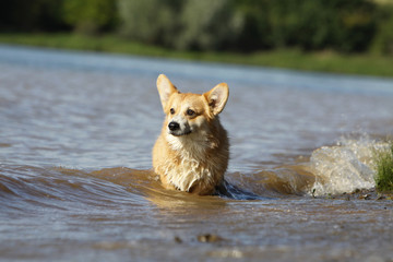 welsh corgi in the waves