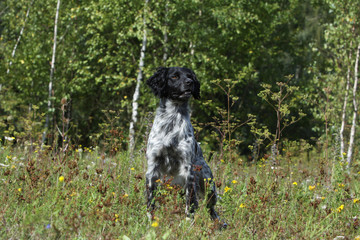épagneul breton noir et blanc de face