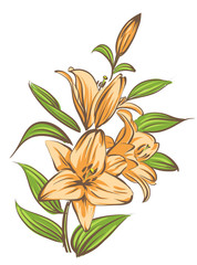 Orange lily on white