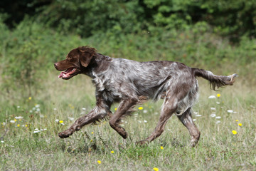 course de profil de l'épagneul breton - brittanny spaniel runs