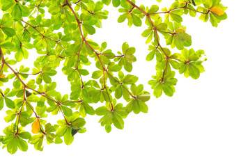Green leaves isolated on white background