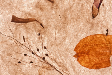 Feuille et pétales sur papier