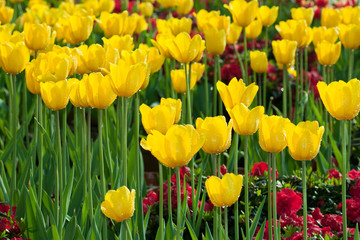 Obraz premium tulips
