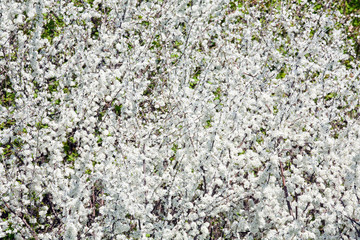 blossoming cherry tree