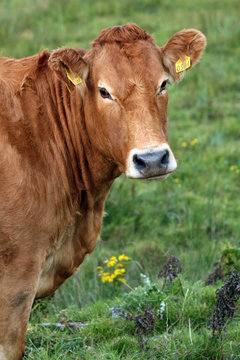 vache