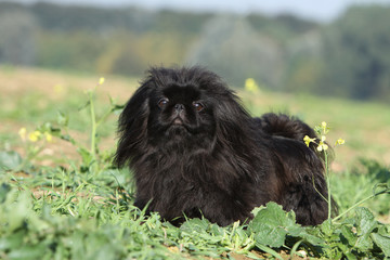 black pekingese with a beautiful coat