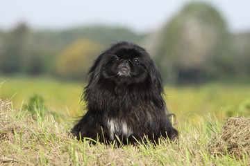 Fototapeta premium black pekingese on the field