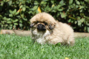 chiot pékinois en forme de boule de poils