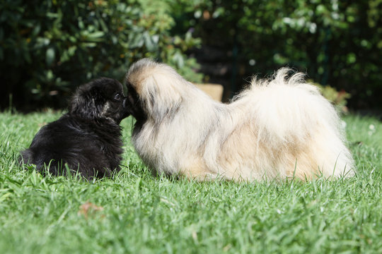 104 Best Pekinois Images Stock Photos Vectors Adobe Stock
