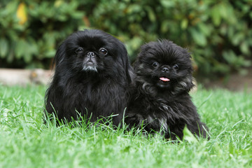 chienne pékinois et son chiot - black dogs