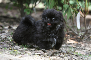 young black dog very proud