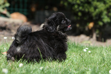 chiot pékinois de dos, de trois quart
