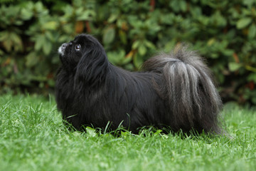 pékinois noir de profil - schwarz pékinés