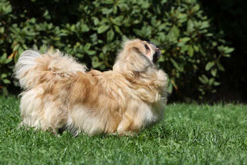 pékinois avec une belle fourrure