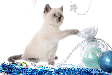 Kitten with New Year's toys.