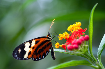 heliconius xanthocles longwing butterfly