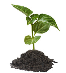plant  tree