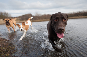 Labrador Retriever and friends