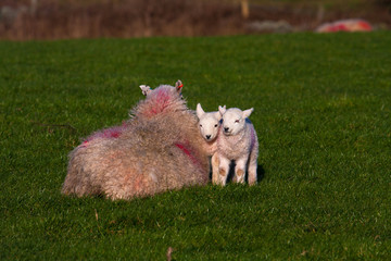Obraz premium Young spring lambs
